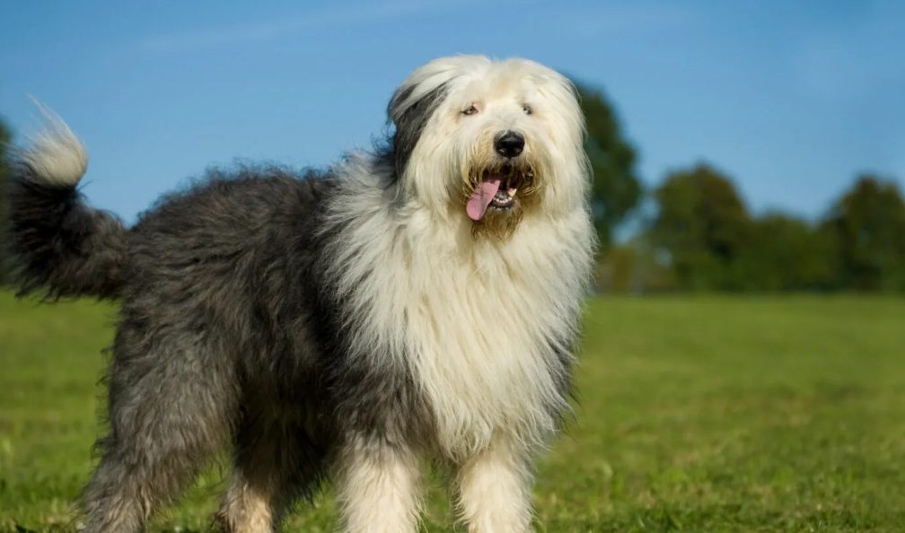Owczarek staroangielski bobtail